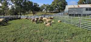 Lambs ready to go