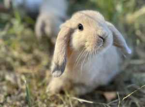 Rabbits gorgeous mini lop ears