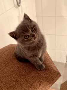 Female British Shorthair Kitten Ready To Go NOW