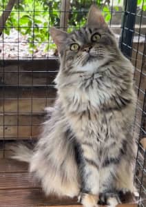 Stunning purebred Maine coons