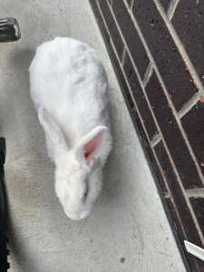 White Rabbit/ Netherland Bunny