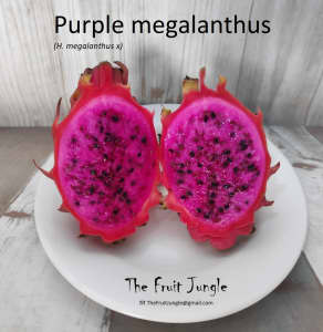 Purple megalanthus - Dragon Fruit Plant