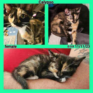 Ash & Calypso- Perth Animal Rescue Inc vet work cat/kitten