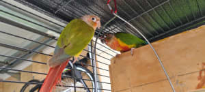 Beautiful pair of Conures looking for a new parent