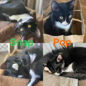 Snap & Pop - Perth Animal Rescue Inc vet work cat/kitten