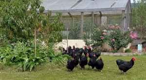 Australorp Pullets and Roosters