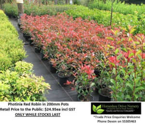 Need PRIVACY HEDGE or SCREEN?  We have the plants FOR YOU! Mudgeeraba Gold Coast South Preview