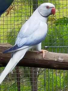 OPALINE CLEARTAILS AND SPLITS MATURE INDIAN RINGNECKS