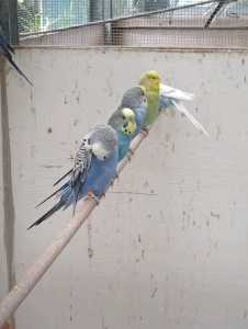 Young budgies for sale 