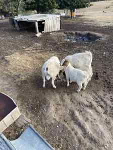 Boer goats