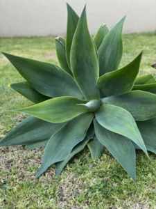 Free Agave Plants