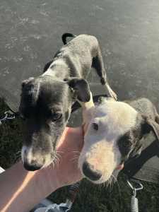 1 Boy 1 girl kelpie cross border collie puppies