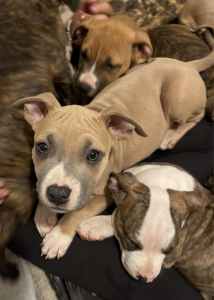American Staffordshire Puppies for sale