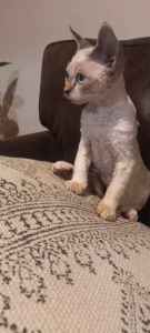 Stunning, cuddly, blue-eyed, bi-colour Devon Rex kitten - boy