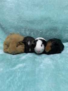 🩷🩷 Lovely baby guinea pig girls for sale (cages available)