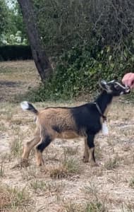 Purebred (100%) nigerian dwarf dairy goat does and bucks