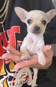 2x Chihuahua X Jack Russell Female Puppies