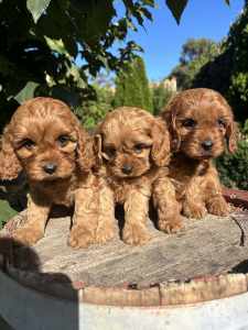 *** Beautiful Toy Cavoodle Puppies ***