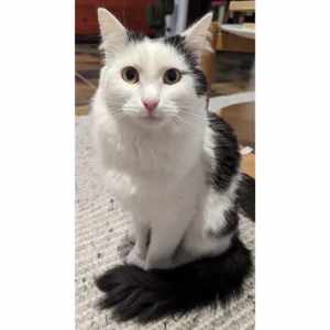 8846 : Mallow - CAT for ADOPTION -Vet Work Included