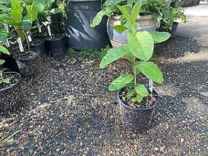 Guava Plant in Pot