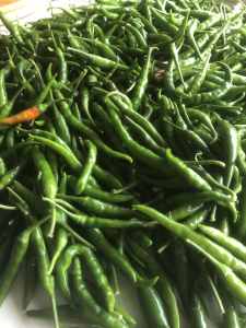 Green chili - home grown, organic