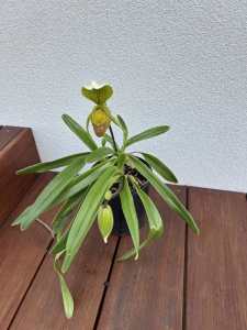 Slipper Orchids for sale.
