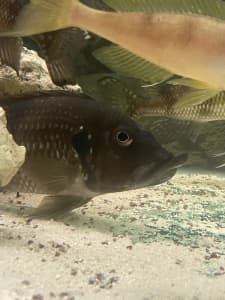 Gnathochromis permaxillaris Lake Tanganyika African Cichlids