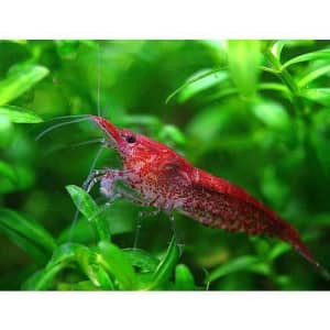 Colourful Low grade Red Cherry Shrimp - Get Yours Today!