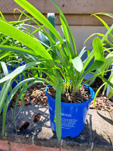 Agapanthus for Sale