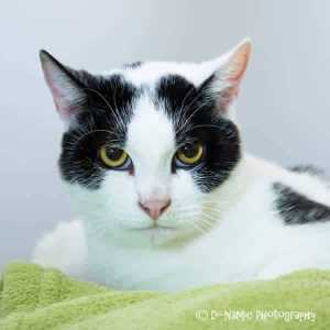 AK2629 : Pongo - CAT for ADOPTION - Vet Work Included