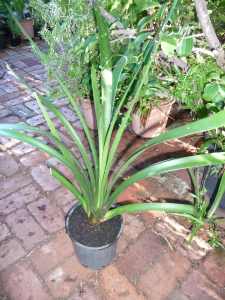 Clivia advanced plant, (orange flowers) suitable for part shade