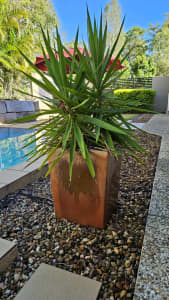 6 x Glazed ceramic pot with plant