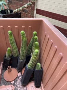 Small cactus plants $5 ea and large cactus $10 a pot 
