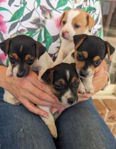 Jack Russell cross foxey puppies boys dogs 5weeks