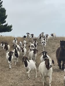 Boer Boar Goats and kids 