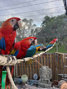 Blue and Gold, Scarlet Macaws