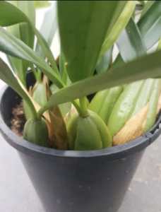 Coelogyne orchid 160mm pot