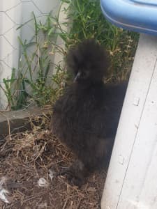 Young Silkies