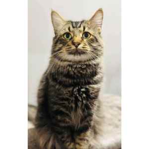 10665 : Wookiee - CAT for ADOPTION - Vet Work Included
