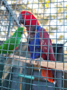 eclectus parrots pair 