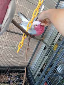 Hand raised Galah *2 (sold)and Cockatiel*1 