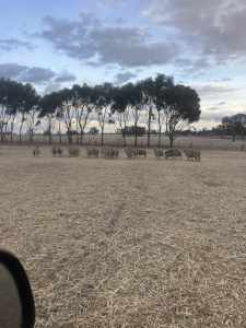 Dohne ewes for sale.