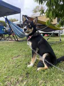 7 month old Husky/Rotsky for sale. NEGOTIABLE