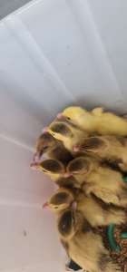 Muscovy Ducklings 1 week old