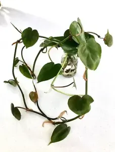 Heartleaf Philodendron Cuttings. MANY AVAILABLE 