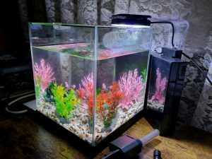 Betta Fighting Fish 11 litre Aquarium Tank