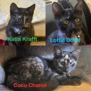 Katia, Lottie & Coco - Perth Animal Rescue Inc vet work cat/kitten
