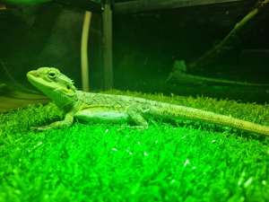 Bearded Dragons & Enclosure with Accessories