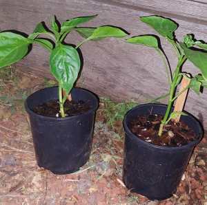 Capsicum plants