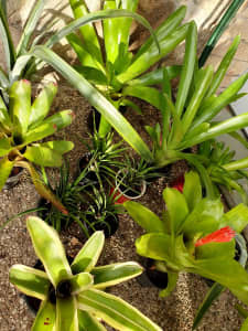 $5 potted Bromeliad Plants 